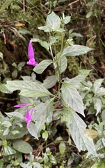 Acanthoideae