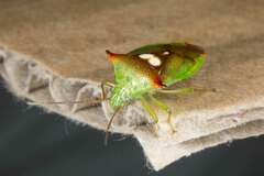 Sastragala versicolor