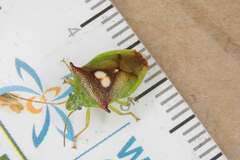 Sastragala versicolor