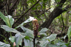 Costaceae