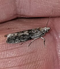 Sciota melanostyla