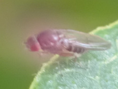 Drosophila