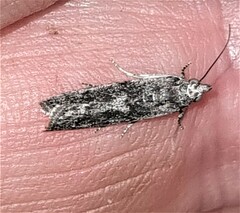 Sciota melanostyla
