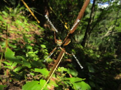 Argiope minuta