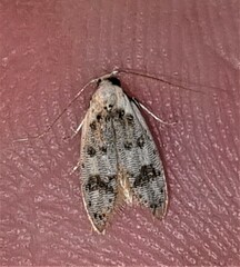 Scatochresis innumera