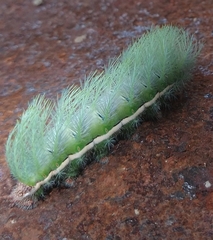 Automeris bilinea