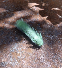 Automeris bilinea