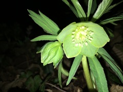 Helleborus dumetorum
