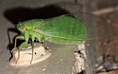 Chlorocysta vitripennis