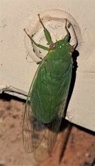Chlorocysta vitripennis
