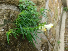 Plantaginaceae