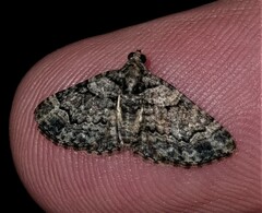 Eucymatoge peplodes