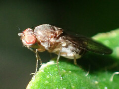 Drosophila