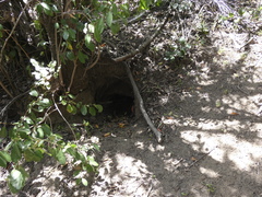 Oryctolagus cuniculus