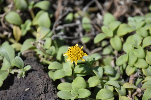 Lipochaeta integrifolia observed 2022-05-15