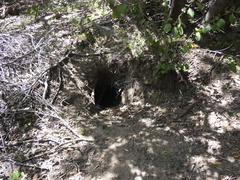 Oryctolagus cuniculus