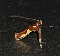 Caloptilia xanthopharella