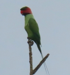 Psittacula longicauda