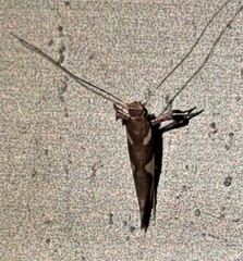 Caloptilia xanthopharella