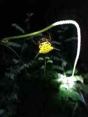 Macracantha hasselti