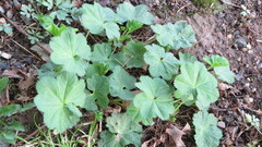 Alchemilla