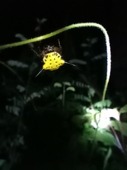 Macracantha hasselti