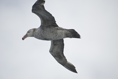 Northern Giant Petrel photo 4