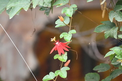 Coccinea