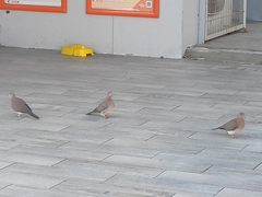 Streptopelia senegalensis