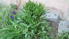 Hesperis matronalis