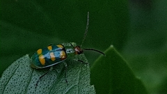 Diabrotica speciosa