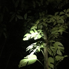 Monstera glaucescens