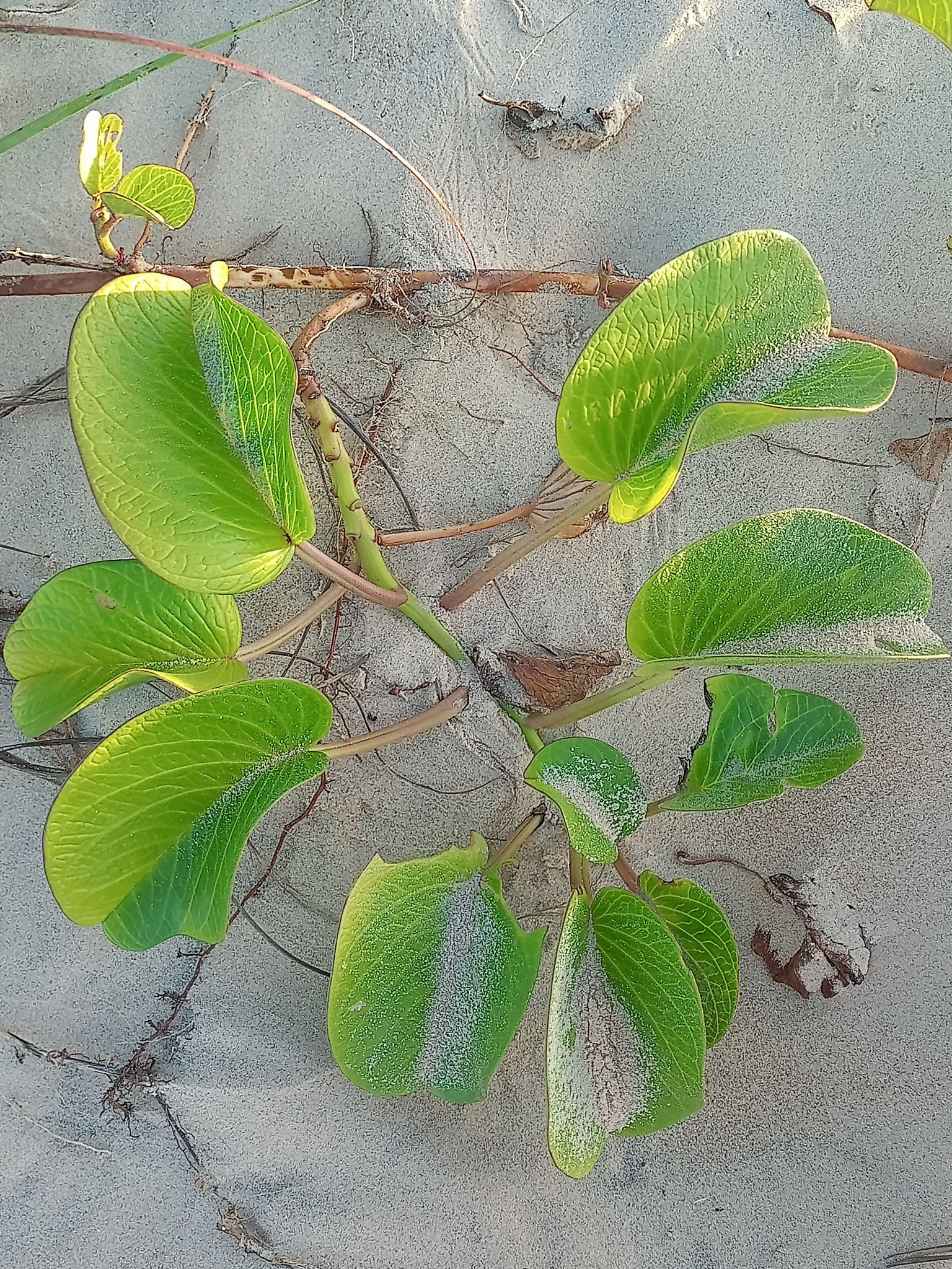 Ipomoea pes-caprae
