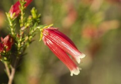 Erica discolor