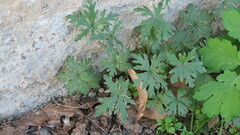 Geranium sibiricum