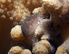 Procalpurnus lacteus