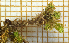 Tortella squarrosa