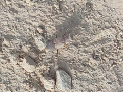 Eremiaphila brunneri