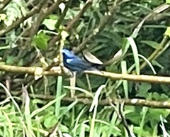 Cyanocompsa parellina