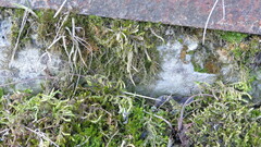 Climacium dendroides