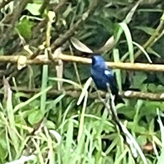 Cyanocompsa parellina