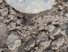 Eremiaphila brunneri