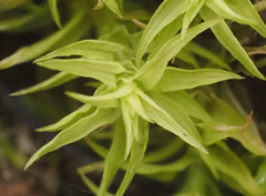 Tortella squarrosa