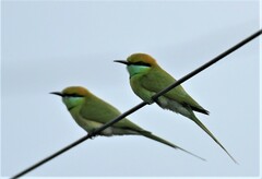 Merops orientalis
