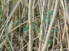Scaphura elegans