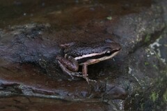 Epipedobates machalilla