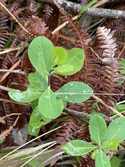 Lonicera