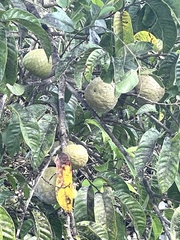 Annona reticulata