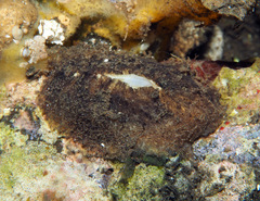 Scutus unguis