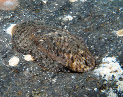 Stomatella planulata